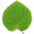 برگ کاتسورا Katsura Leaf